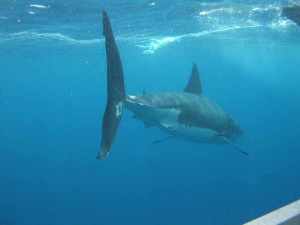 shark a shark a